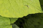 Fringed black bindweed